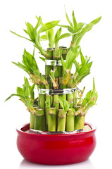 A lucky bamboo plant 