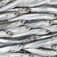 Fresh anchovies prepared seafood background texture. Raw food.