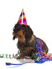 Rauhaardackel mit Luftschlangen und Hut