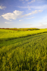 Barley field