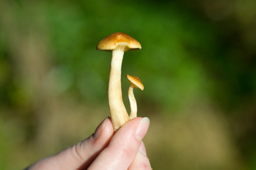 Грибы в лесу