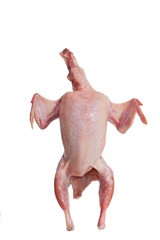 Partridge fresh bird isolated
