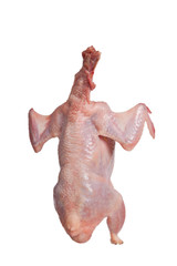 Partridge fresh bird isolated