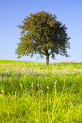 Lonely apple tree