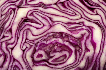 Fototapeta premium Cabbage cut