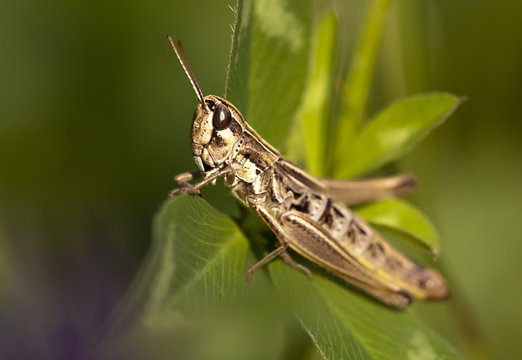 Small Locust Resting On A Leaf