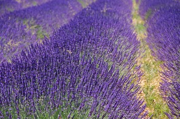 Lavendelfeld - lavender field 20