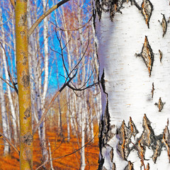 Birch in the autumn forest