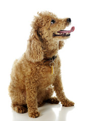 Apricot Poodle