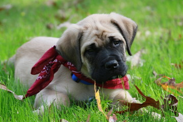 Mastiff Puppy