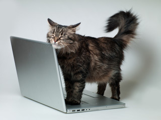 cat with a laptop