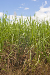 Obraz premium Sugarcane
