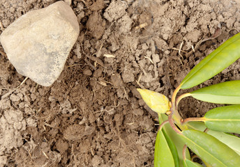 Corner Leaves