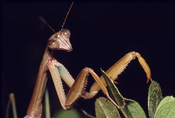 Praying Mantis Portrait