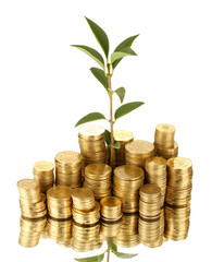 plant growing out of gold coins isolated on white