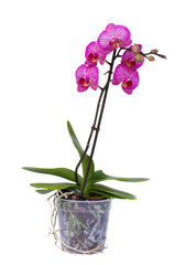 Fototapeta na wymiar orchidea oddział