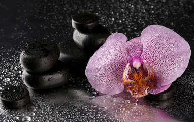 Spa stones and orchid flower, on wet grey background.