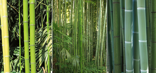 triptyque sur le thème des bambous