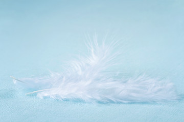 Two white feathers on light blue linen background