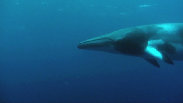 Dwarf Minke whale