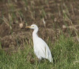 Cattle egret stood in grass