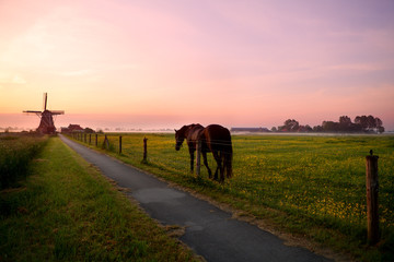 horse on pasture and windmill at sunrise