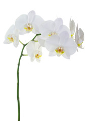 Obraz na płótnie Canvas white orchids