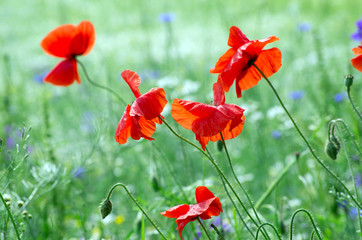 red poppy