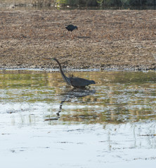 Grey Heron stood on a riverbank