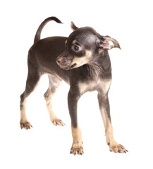 Russian toy terrier, isolated on a white background