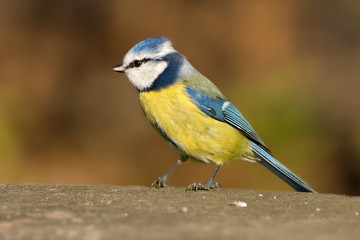 Blaumeise