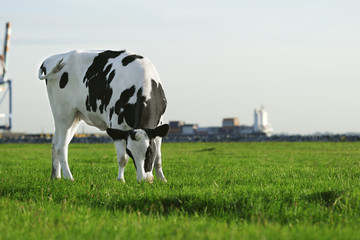 Le pâturage des vaches Holstein noir et blanc
