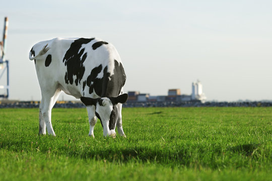 Black and white Holstein cow grazing