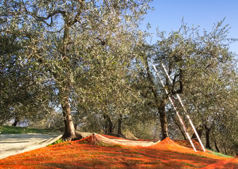 Olive grove traditional harvest, Italy