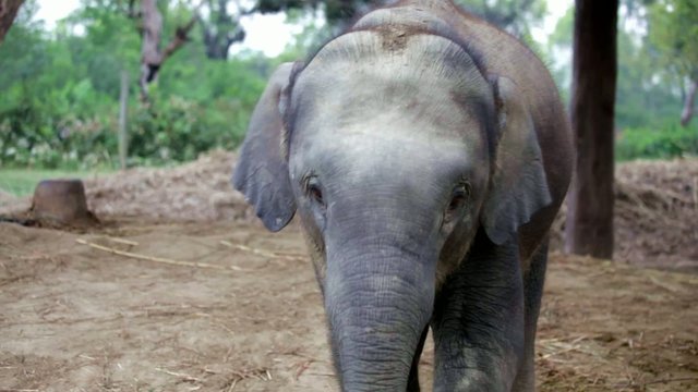 baby elephant in Nepal
