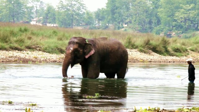 Bathing elephant in Nepal