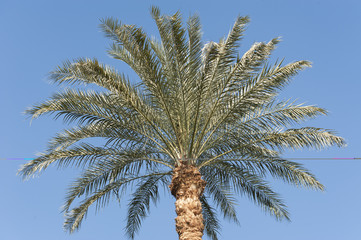 Top of a large date palm tree