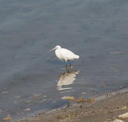Little egret stood in shallow water