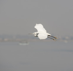 Little egret in flight over water