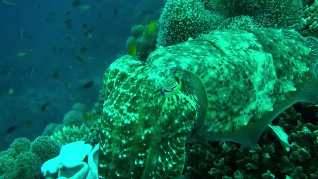 cuttle fish