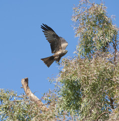 Black kite flying over a tree