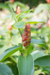 Costus woodsonii maas