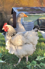 poule et oie dans basse cour