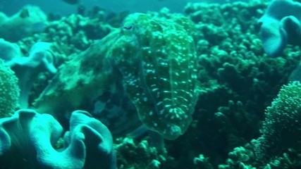 reef cuttle fish zoom in