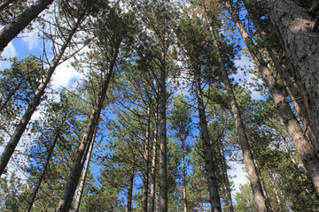 Pine trees forest - skyward view, Notranjska (Inner Carniola) woods, Slovenia, central Europe