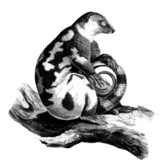 Lemur - Lémurien - Phalanger tacheté - Opossum © Erica Guilane-Nachez