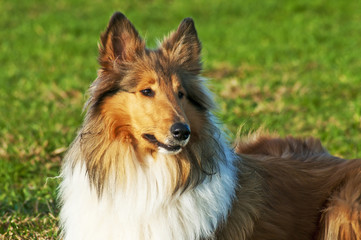 Collie