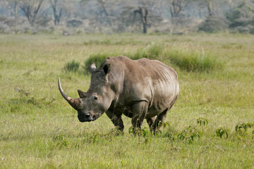 Fototapeta premium Nakuru lake rhino