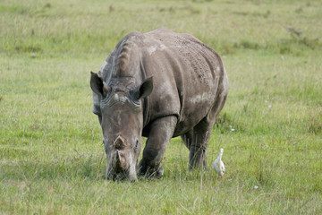 Fototapeta premium Nakuru lake rhino