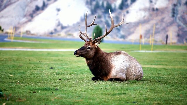 Elk in Yellowstone National Park